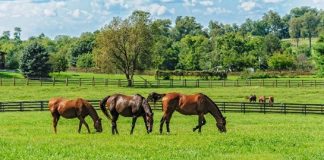Controle de verminoses em equinos promove saúde e bem-estar, contribuindo para o bom desempenho