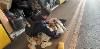 PRF apreende mais de 20 quilos de maconha em ônibus interestadual na BR-364, em Pimenta Bueno