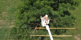 REDE ELÉTRICA: Poda preventiva e plantio adequado de árvores são fundamentais para segurança