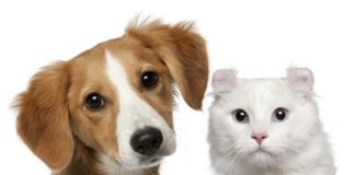 Férias escolares exigem atenção redobrada: saiba como proteger a saúde e o bem-estar dos pets