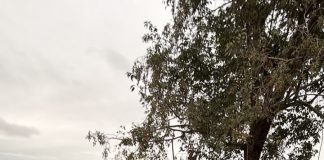Ação conjunta entre PRF em Rondônia, PCRO e PMRO resulta na apreensão de mais de 160 kg de skunk