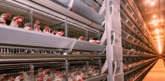 Estresse térmico pode reduzir em mais de 30% o consumo de ração das poedeiras e comprometer a rentabilidade da produção