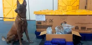 Força Tática e Polícia Federal apreendem 5,6 kg de maconha em encomenda nos Correios de Ji-Paraná