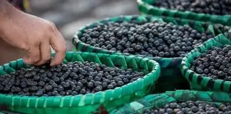 Açaí ganha protagonismo em encontro climático da Amazônia e será debatido como estratégia para desenvolvimento sustentável da região