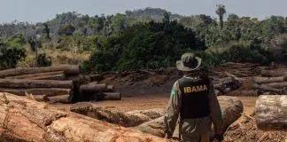 Ibama desativa serraria em Rondônia e apreende mais de 600 toras de madeira nobre