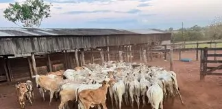 10º Leilão de Castanheiras é neste domingo (30) e reforça compromisso da ASSDACO na luta contra o câncer