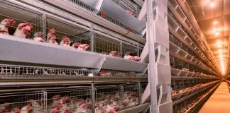 Estresse térmico pode reduzir em mais de 30% o consumo de ração das poedeiras e comprometer a rentabilidade da produção