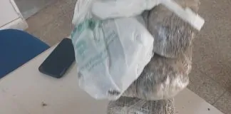 Polícia Militar apreende quase 3 kg de maconha e balanças de precisão em Ariquemes